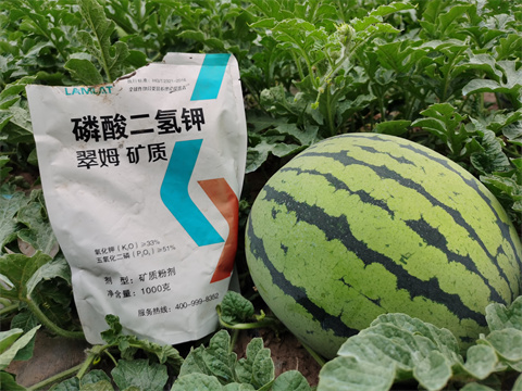 葉面肥,翠姆,西瓜種植 葉面肥,翠姆,西瓜種植