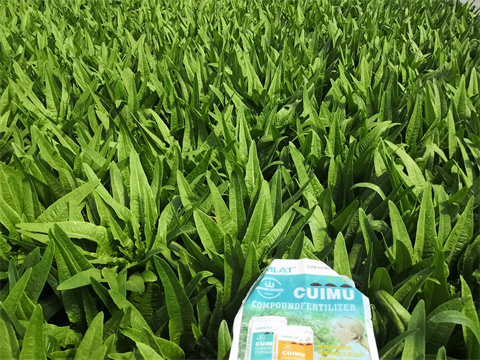 水溶肥,翠姆,蔬菜種植 水溶肥,翠姆,蔬菜種植