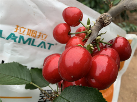 水溶肥,翠姆,拉姆拉 水溶肥,翠姆,拉姆拉