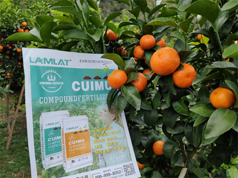 水溶肥廠家,翠姆,砂糖橘種植 水溶肥廠家,翠姆,砂糖橘種植