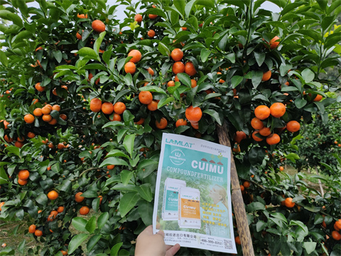 水溶肥廠家,翠姆,砂糖橘種植 水溶肥廠家,翠姆,砂糖橘種植