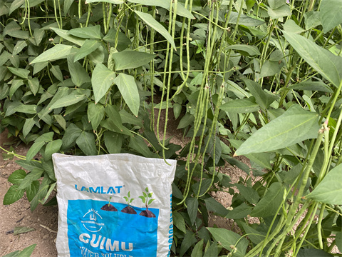 水溶肥,翠姆,豆角種植 水溶肥,翠姆,豆角種植
