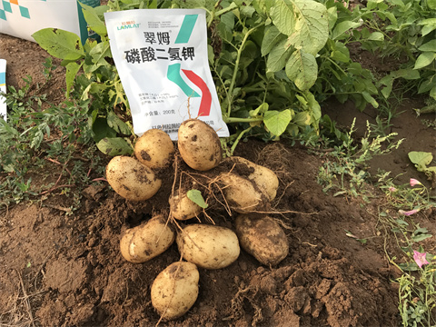 水溶肥,翠姆,馬鈴薯種植 水溶肥,翠姆,馬鈴薯種植