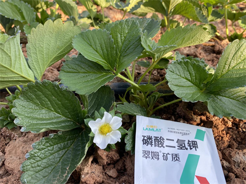 磷酸二氫鉀,翠姆,拉姆拉 磷酸二氫鉀,翠姆,拉姆拉