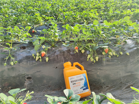 水溶肥,翠姆,草莓種植 水溶肥,翠姆,草莓種植