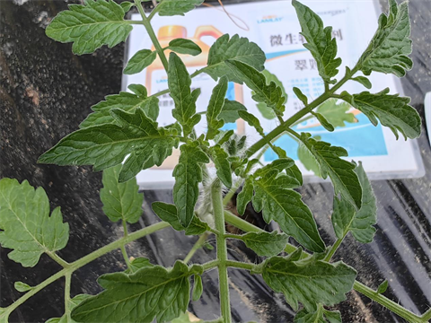 微生物菌劑,翠姆,拉姆拉 微生物菌劑,翠姆,拉姆拉