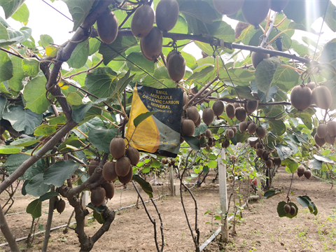 水溶肥,伯示麥,拉姆拉 水溶肥,伯示麥,拉姆拉