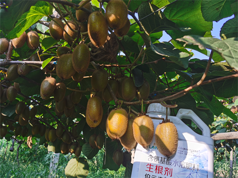 水溶肥,伯示麥,拉姆拉 水溶肥,伯示麥,拉姆拉