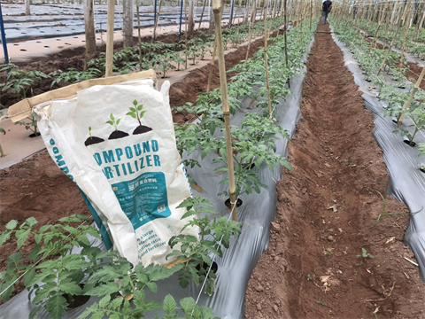 水溶肥,翠姆,西紅柿種植 水溶肥,翠姆,西紅柿種植