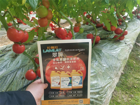 水溶肥,翠姆,西紅柿種植 水溶肥,翠姆,西紅柿種植