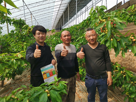 水溶肥,伯示麥,櫻桃種植 水溶肥,伯示麥,櫻桃種植