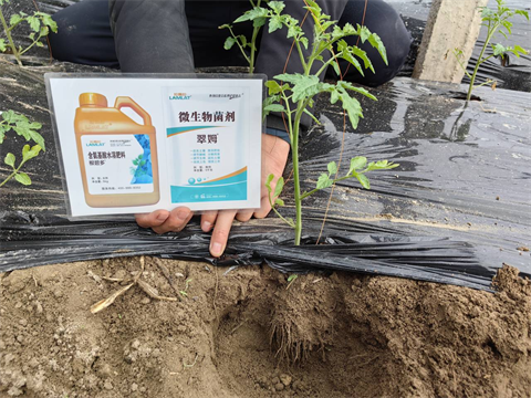 水溶肥,翠姆,西紅柿水溶肥 水溶肥,翠姆,西紅柿水溶肥