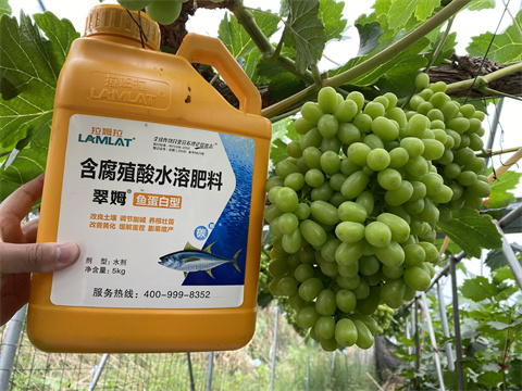水溶肥,翠姆.葡萄種植 水溶肥,翠姆.葡萄種植