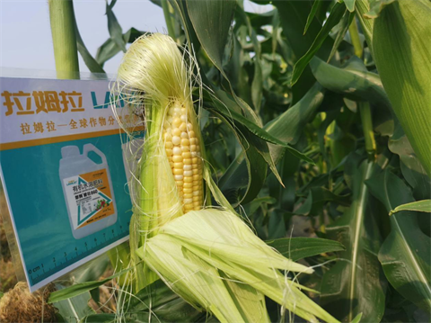 水溶肥方案,翠姆,拉姆拉 水溶肥方案,翠姆,拉姆拉