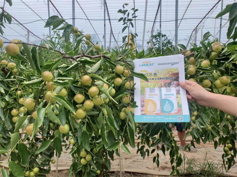 水溶肥,拉姆拉,冬棗管理技術(shù) 水溶肥,拉姆拉,冬棗管理技術(shù)