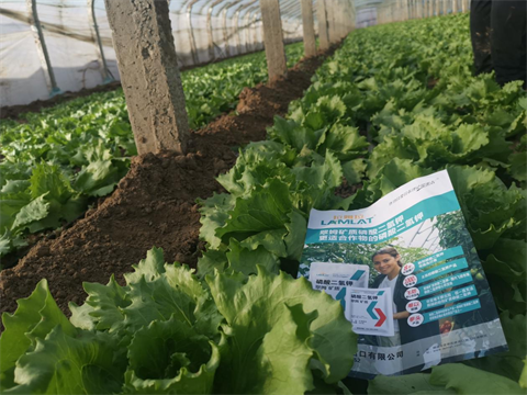 水溶肥,翠姆,生菜種植 水溶肥,翠姆,生菜種植