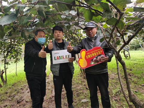 水溶肥,拉姆拉,獼猴桃種植 水溶肥,拉姆拉,獼猴桃種植