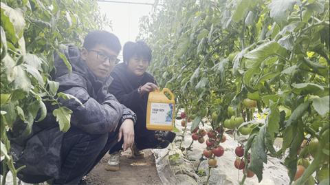 水溶肥,翠姆,拉姆拉 水溶肥,翠姆,拉姆拉