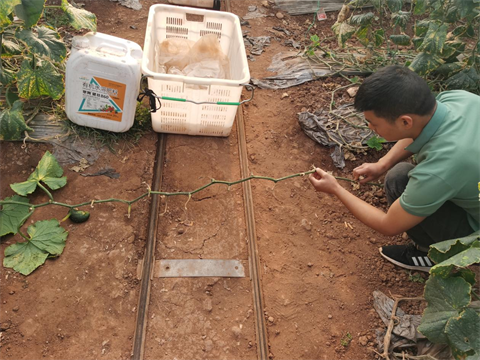 水溶肥,翠姆,拉姆拉 水溶肥,翠姆,拉姆拉