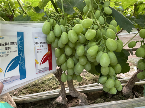 水溶肥,大量元素水溶肥,翠姆 水溶肥,大量元素水溶肥,翠姆