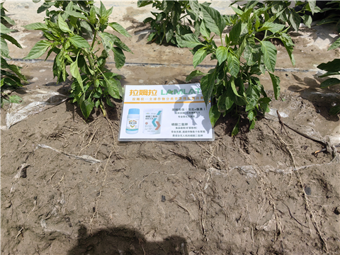 水溶肥,拉姆拉,翠姆 水溶肥,拉姆拉,翠姆