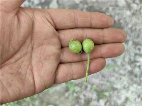 水溶肥,拉姆拉,翠姆 水溶肥,拉姆拉,翠姆