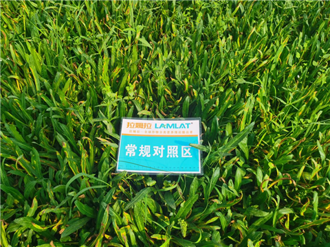 水溶肥,老緬芫荽,拉姆拉 水溶肥,老緬芫荽,拉姆拉