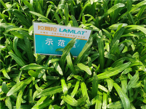 水溶肥,老緬芫荽,拉姆拉 水溶肥,老緬芫荽,拉姆拉