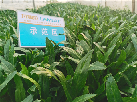 水溶肥,老緬芫荽,拉姆拉 水溶肥,老緬芫荽,拉姆拉