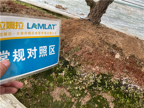 葡萄地鹽堿化.拉姆拉,翠姆水溶肥 葡萄地鹽堿化.拉姆拉,翠姆水溶肥