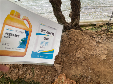 葡萄地鹽堿化.拉姆拉,翠姆水溶肥 葡萄地鹽堿化.拉姆拉,翠姆水溶肥