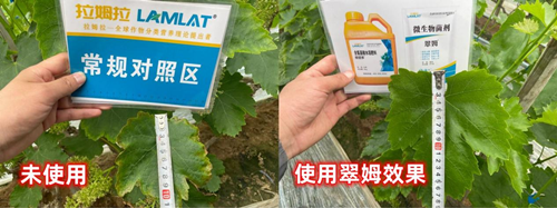 葡萄地鹽堿化.拉姆拉,翠姆水溶肥 葡萄地鹽堿化.拉姆拉,翠姆水溶肥