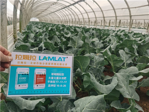水溶肥,蔬菜種植,翠姆 水溶肥,蔬菜種植,翠姆