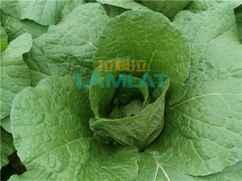 葉菜施肥,水溶肥,翠姆 葉菜施肥,水溶肥,翠姆