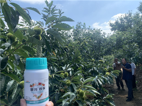 板栗種植,水溶肥,翠姆 板栗種植,水溶肥,翠姆
