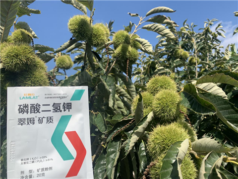 板栗種植,水溶肥,翠姆 板栗種植,水溶肥,翠姆