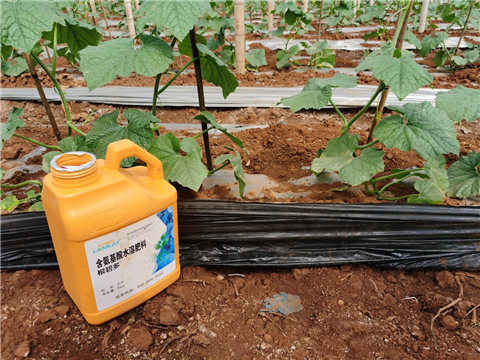 黑皮冬瓜種植,水溶肥,翠姆 黑皮冬瓜種植,水溶肥,翠姆