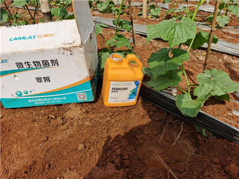 黑皮冬瓜種植,水溶肥,翠姆 黑皮冬瓜種植,水溶肥,翠姆