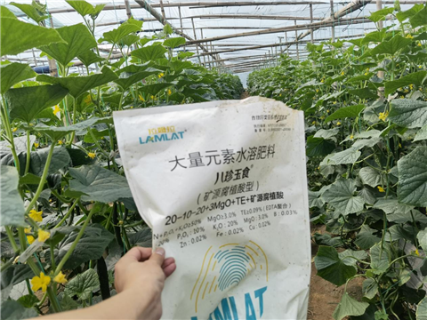 黃瓜施肥,水溶肥,拉姆拉 黃瓜施肥,水溶肥,拉姆拉