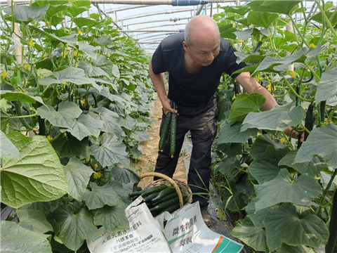 黃瓜施肥,水溶肥,拉姆拉 黃瓜施肥,水溶肥,拉姆拉