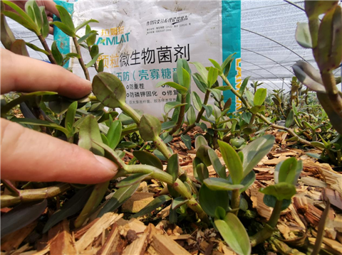 顆粒微生物菌劑,石斛,翠姆 顆粒微生物菌劑,石斛,翠姆