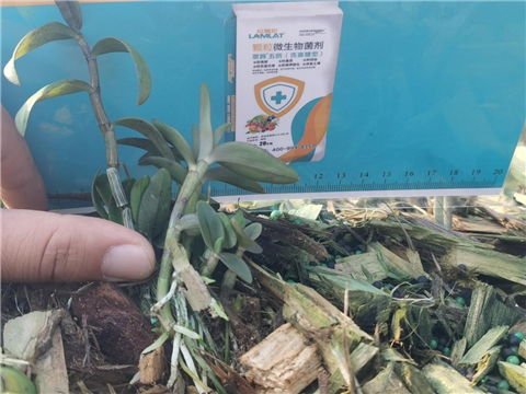 顆粒微生物菌劑,石斛,翠姆 顆粒微生物菌劑,石斛,翠姆