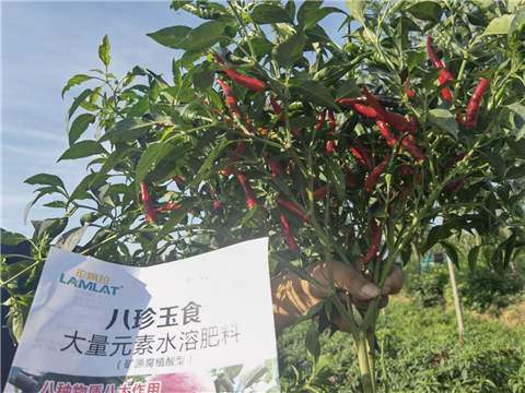 辣椒施肥,水溶肥,翠姆 辣椒施肥,水溶肥,翠姆