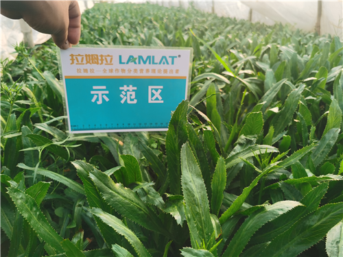 水溶肥,老緬芫荽,拉姆拉 水溶肥,老緬芫荽,拉姆拉