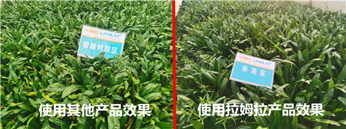 水溶肥,老緬芫荽,拉姆拉 水溶肥,老緬芫荽,拉姆拉