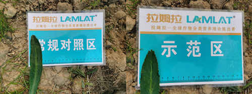 水溶肥,老緬芫荽,拉姆拉 水溶肥,老緬芫荽,拉姆拉