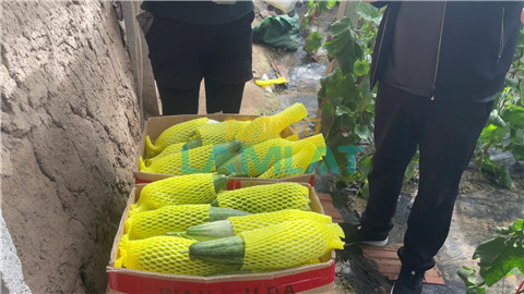 水溶肥品牌,羊角蜜種植,伯示麥水溶肥 水溶肥品牌,羊角蜜種植,伯示麥水溶肥