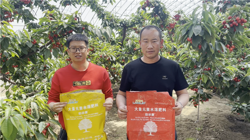 櫻桃種植,水溶肥廠(chǎng)家,伯示麥水溶肥 櫻桃種植,水溶肥廠(chǎng)家,伯示麥水溶肥