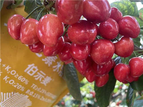 櫻桃種植,水溶肥廠(chǎng)家,伯示麥水溶肥 櫻桃種植,水溶肥廠(chǎng)家,伯示麥水溶肥