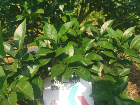 磷酸二氫鉀,柑橘,翠姆 磷酸二氫鉀,柑橘,翠姆